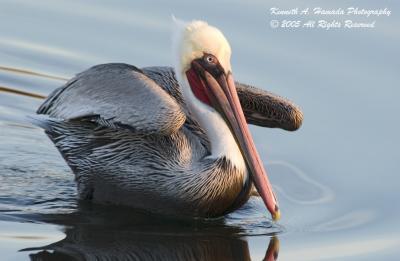 california_brown_pelican