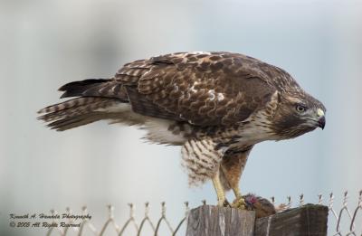 Red Tailed Feeding 044.jpg