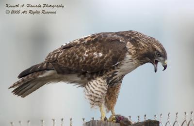 Red Tailed Feeding 045.jpg