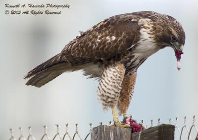 Red Tailed Feeding 047.jpg