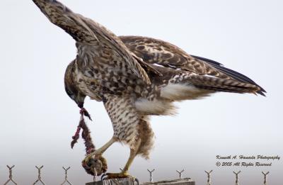 Red Tailed Feeding 051.jpg
