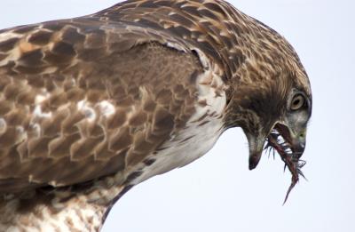Red Tailed Feeding 054.jpg