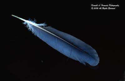 Feather 002.jpg