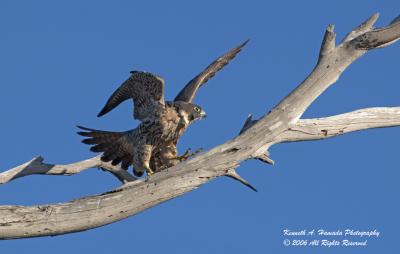 Peregrine Falcon 002.jpg