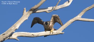 Peregrine Falcon 004.jpg