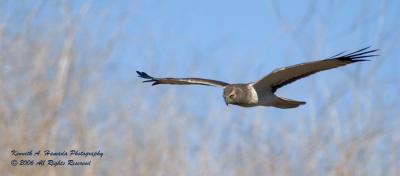 Northern Harrier 002.jpg