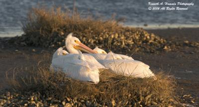 White Pelican 008.jpg