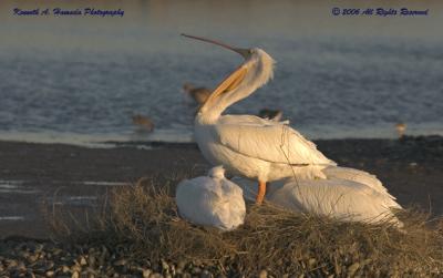 White Pelican 011.jpg