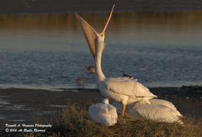 White Pelican 012.jpg