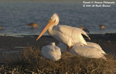 White Pelican 013.jpg