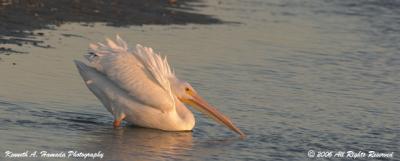 White Pelican 015.jpg