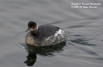 Eared Grebe 002.jpg