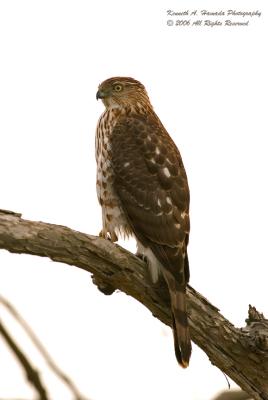 Cooper's Hawk 002.jpg