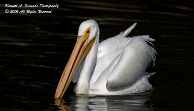 White Pelican 018.jpg