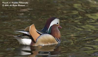 Mandarin Duck 002.jpg