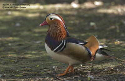 Mandarin Duck 003.jpg