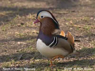 Mandarin Duck 005.jpg