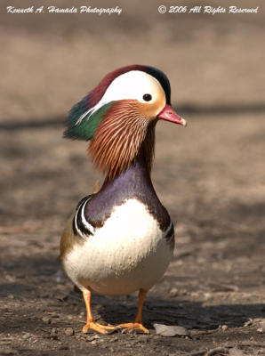 Mandarin Duck 006.jpg