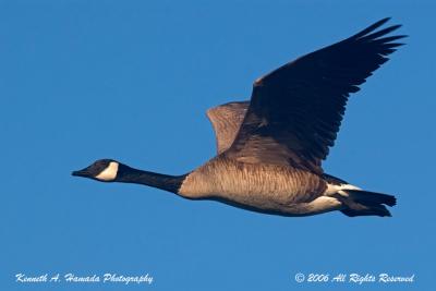 Canada Goose 006.jpg