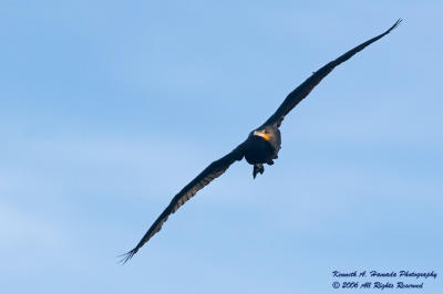 Double Crested Cormorant 007.jpg