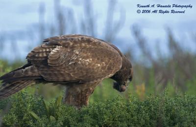 Red Tailed Feeding 056.jpg