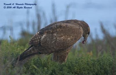 Red Tailed Feeding 057.jpg