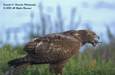Red Tailed Feeding 058.jpg