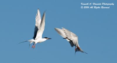 Terns 0003.jpg