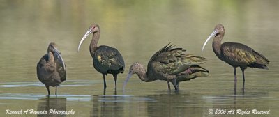 Ibis 022.jpg