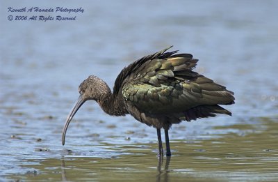 Ibis 023.jpg
