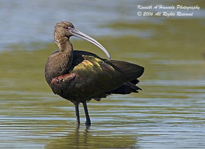 Ibis 024.jpg