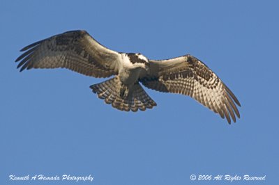 Osprey 054.jpg