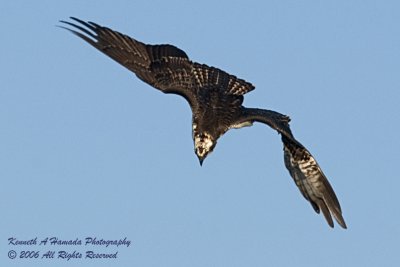 Osprey 056.jpg