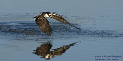 Osprey 059.jpg