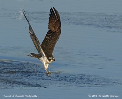 Osprey 060.jpg