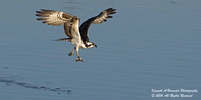 Osprey 061.jpg