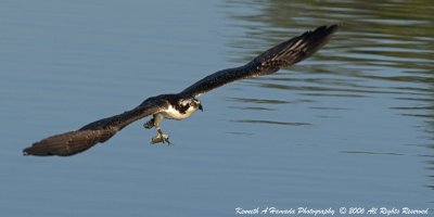 Osprey 062.jpg