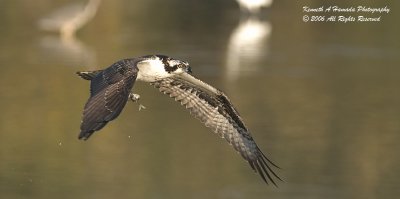 Osprey 063.jpg
