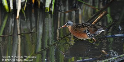 Virginia Rail 002.jpg