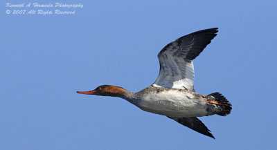 Red-Breasted Merganser 004.jpg