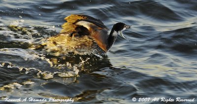 Eared Grebe 008.jpg