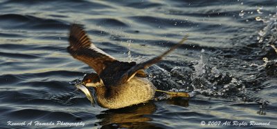 Eared Grebe 009.jpg