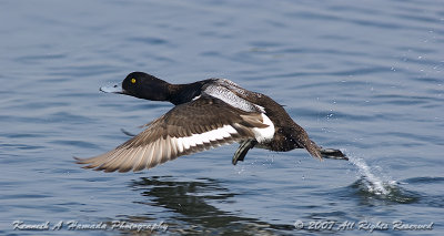 Lesser Scaup 001.jpg