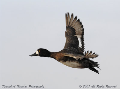 Lesser Scaup 002.jpg