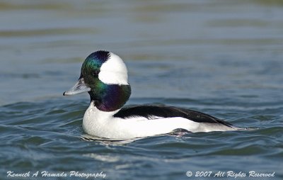 Bufflehead 001.jpg