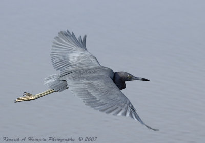 little_blue_heron