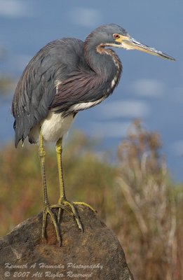 tri-colored_heron