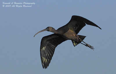 Ibis 053.jpg