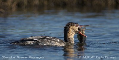 Red-Breasted Merganser  022.jpg