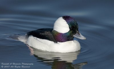 Bufflehead 004.jpg